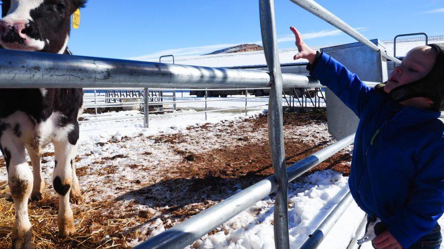 Calvin Highfield reaches up to pet a Holstein calf at the end of the tour at Morning Fresh Dairy Farms Feb. 4, 2022.