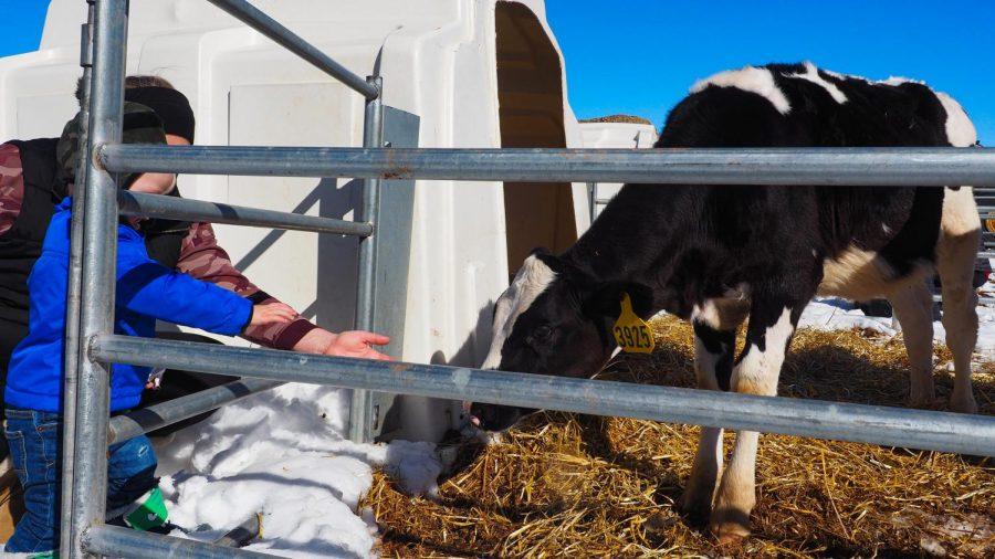Calvin Highfield and his mother Korisa Highfieldreach out to pet a timid Holstein cattle calf at Morning Frehs Dairy Farms Feb. 4, 2022.