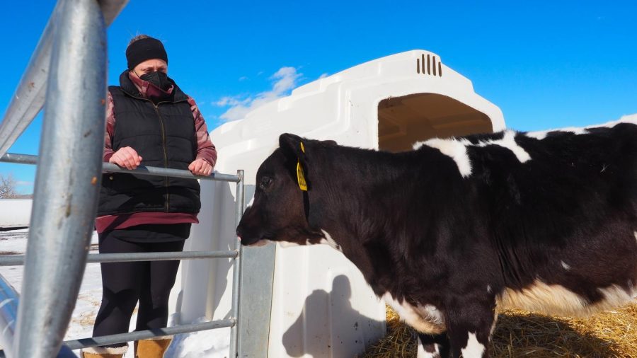 Korisa Highfield watches a Holstein calf at Morning Fresh Dairy Farms Feb. 4, 2022.