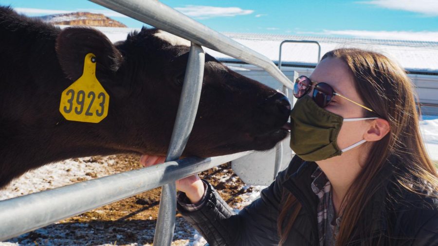 Taylor Geslinger accepts a kiss from a Holstein cattle calf at Morning Fresh Dairy Farms Feb. 4, 2022.