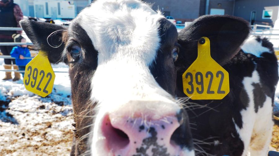 A holstein calf checks out the photographer at Morning Fresh Dairy Farms Feb. 4, 2022.