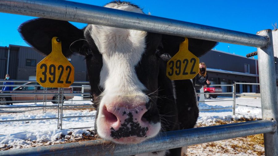 A holstein calf at Morning Fresh Dairy Farm poses for a shot Feb. 4, 2022.