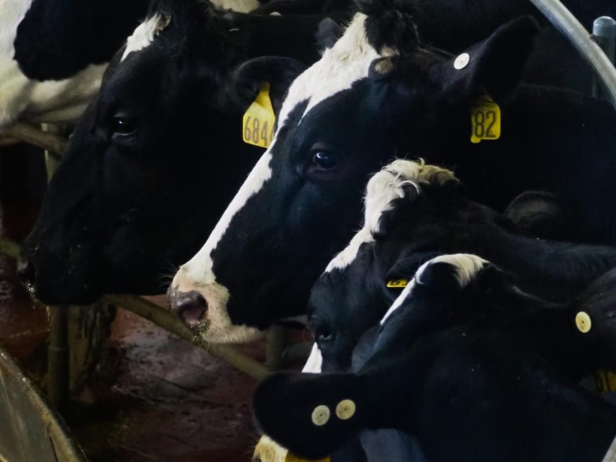 The cattle at Morning Fresh Dairy Farm stand in the stalls of their milking machine on Feb. 4, 2022. The milking machine process takes 5-10 minutes to go through for each cow. 