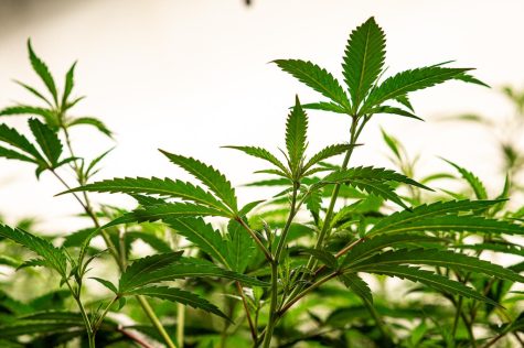 Marijuana plants in the vegetation room at Seed & Smith in Denver, Colorado