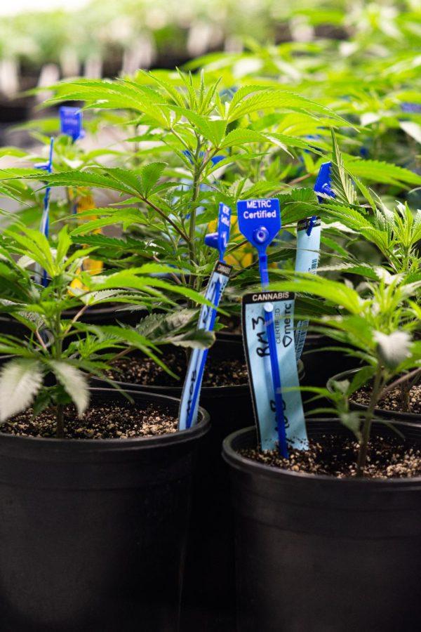 Marijuana plants with blue tags indicates it is for recreational use at Seed & Smith in Denver, Colorado