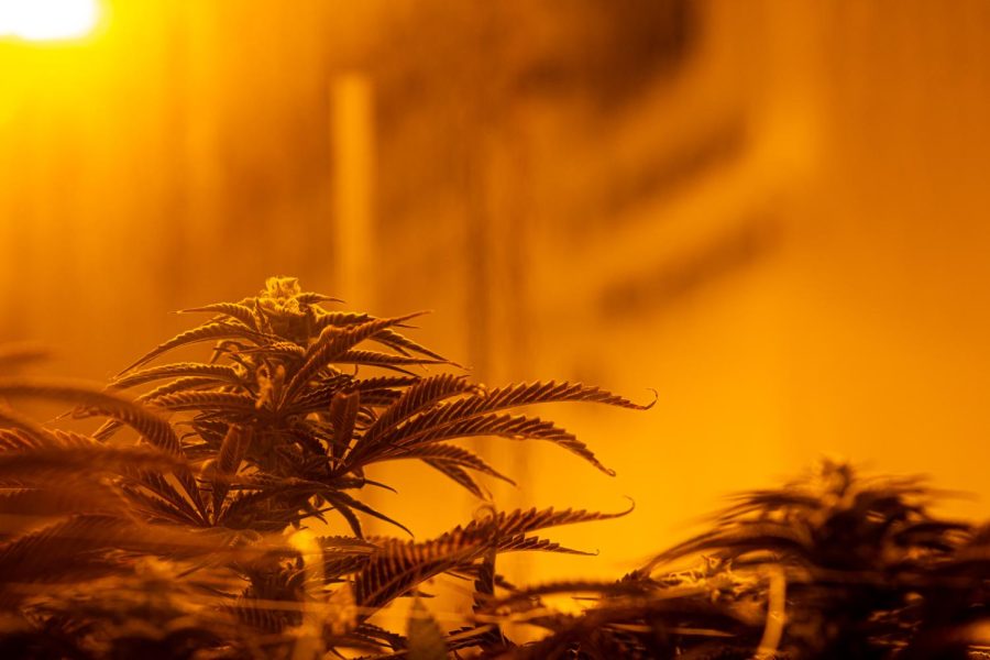 Purple Punch, marijuana plants at Seed & Smith in Denver, Colorado,