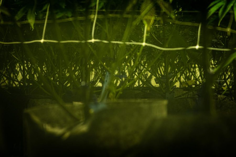Marijuana plants at Seed & Smith in Denver, Colorado