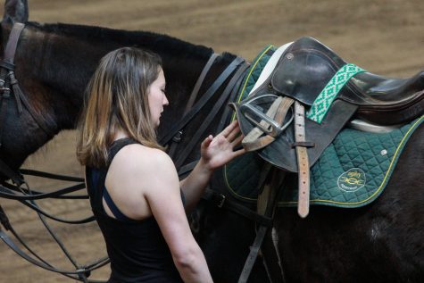 A member of CSU's Polo team helps tack up a horse before the match