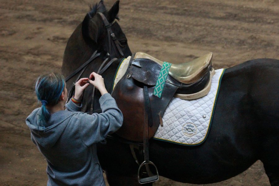 A member of CSUs Polo team checks the horses tack.