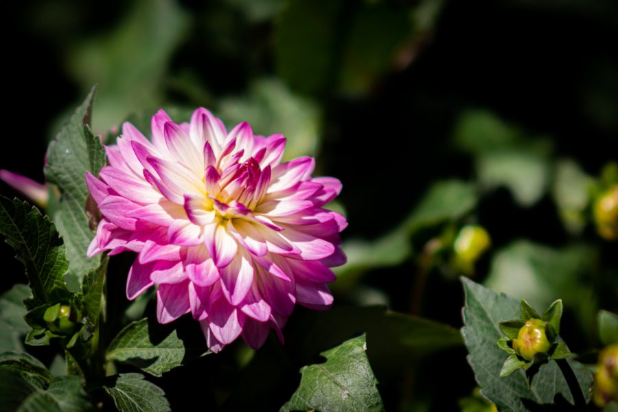 Dahlia
