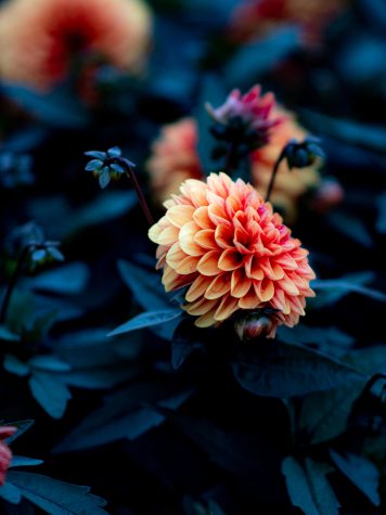 Lubega Power Choco Orange Dahlia
