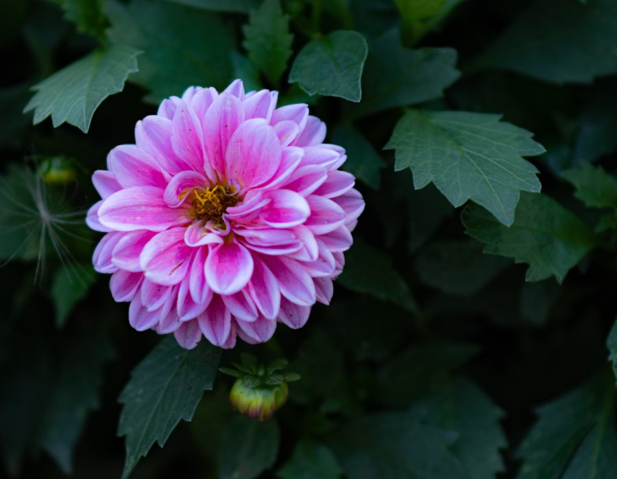 080922_TDuong_Photo_FlowerGarden_-26