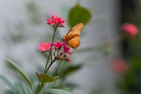 A butterfly sits on a flower at the Spring Creek Botanical gardens butterfly exhibit