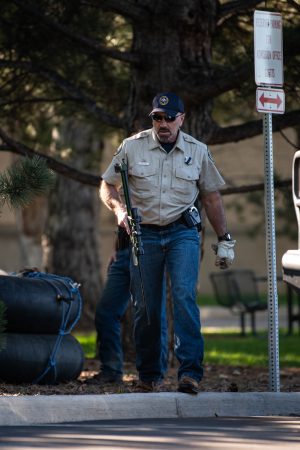 District Wildlife Manager Shane Craig carries a tranquilizer gun to a treed Black Bear on the Colorado State University Oval