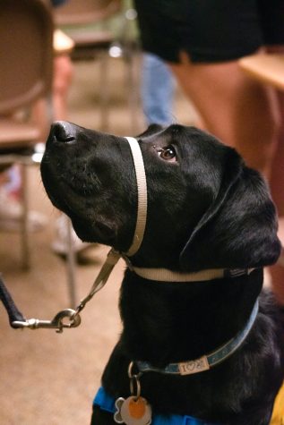 Hoops maintains eye contact with a student handler during the Collar Scholars meeting in the Clark building at Colorado State University