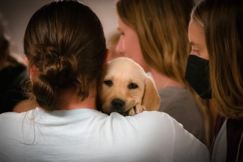 True, the youngest puppy in the Collar Scholars club at Colorado State University, rests in Emily Arnows arms during the meeting in the Andrew G. Clark Building at Colorado State University
