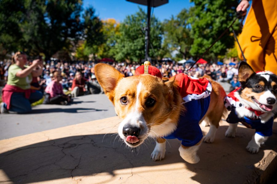 Corgis Walter and Winifred walk along the stage during the costume competition during Tour de Corgi at Civic Center Park