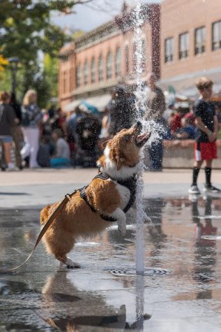 Maverick the corgi plays in the Old Town Square water fountain during the Tour de Corgi parade Oct. 1.