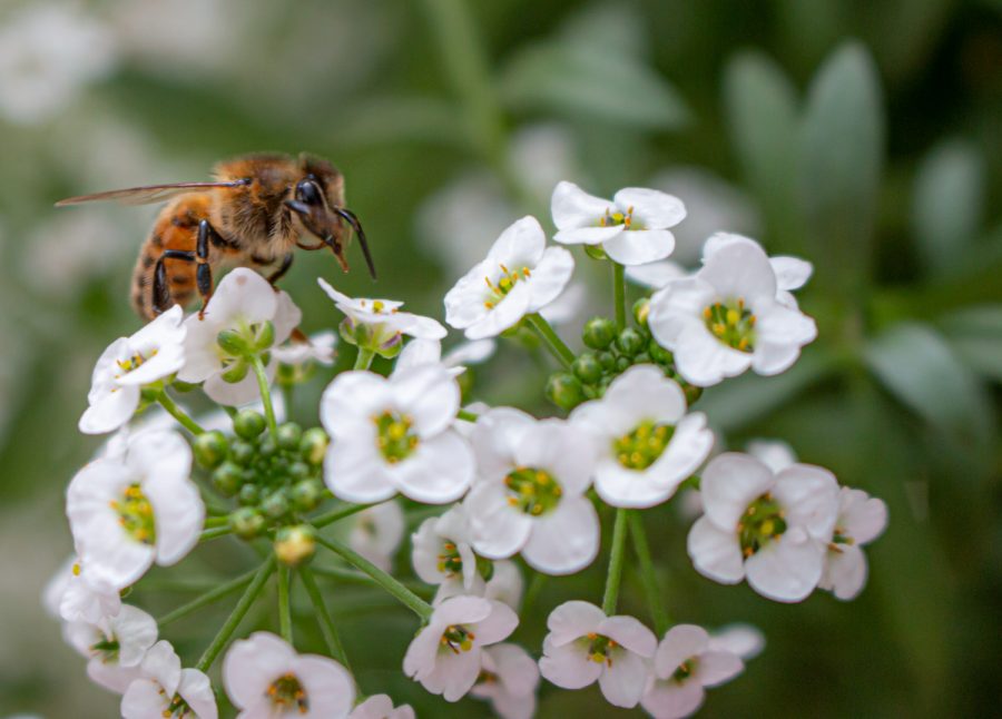 Honeybee pollinates flowers
