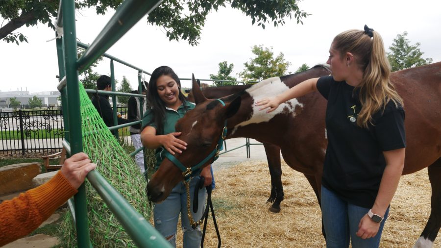 Colorado State University polo junior varsity members Devon Brown and Bella Taylor pet Recoletta the horse