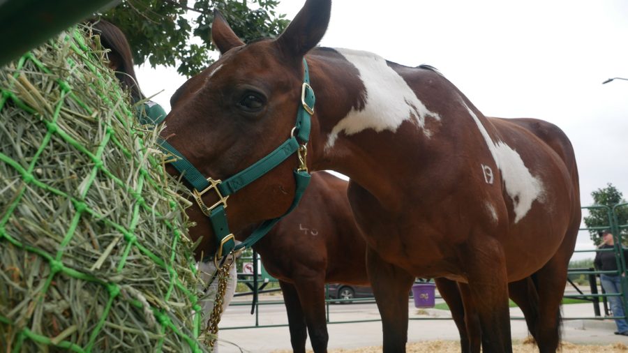 Recoletta the horse eats some alfalfa hay at Odell Brewing Co.