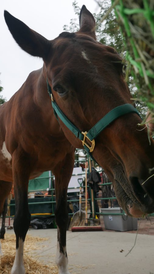 Recoletta the horse eats some alfalfa hay at Odell Brewing Co.