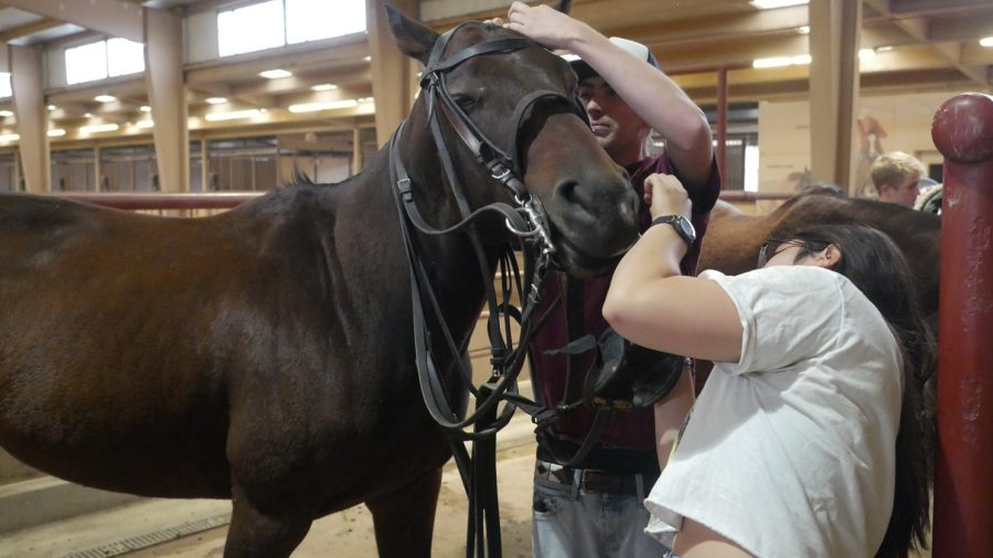 Colorado State University polo team members Addie Cravens and Charlie Walker put a harness on one of the team’s horses
