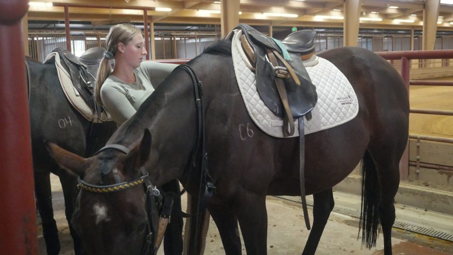 Colorado State University varsity polo member Alex Dorscheid fits a saddle on a horse before the team’s practice