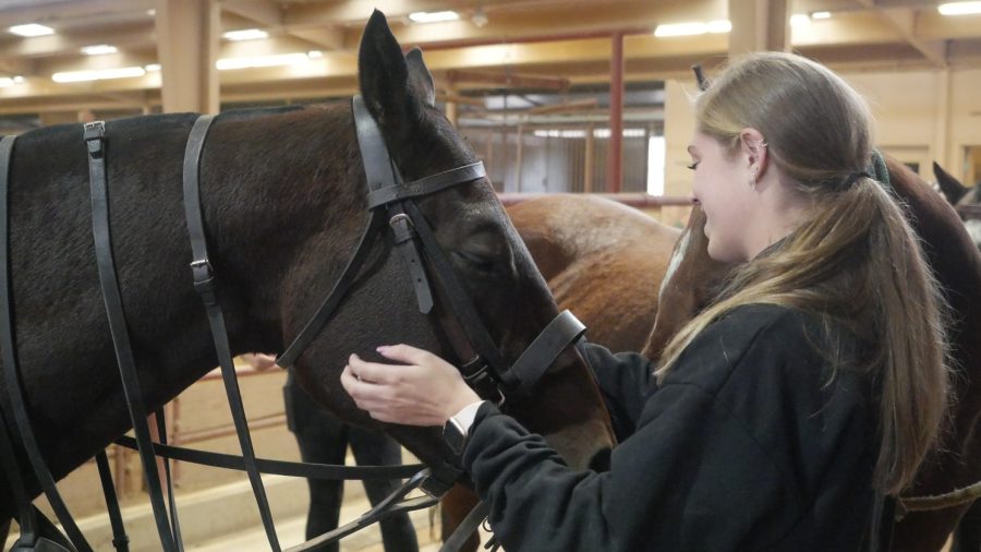 Colorado State University polo junior varsity member Devon Brown rubs the face of one of the polo team’s horses