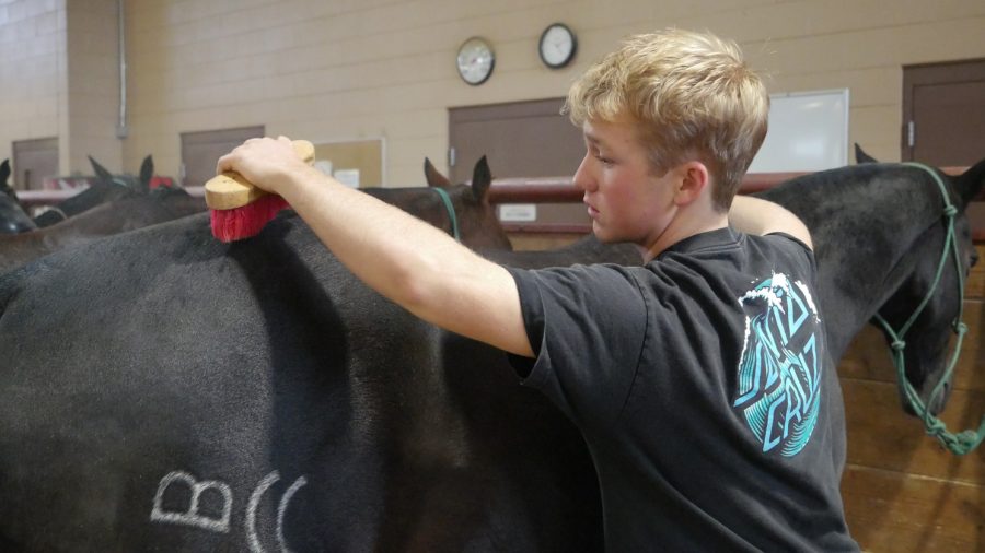 Colorado State University first-year polo team member Connelly Cashen brushes one of the horses of the polo team