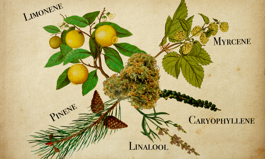 5 of the most common terpenes found in cannabis