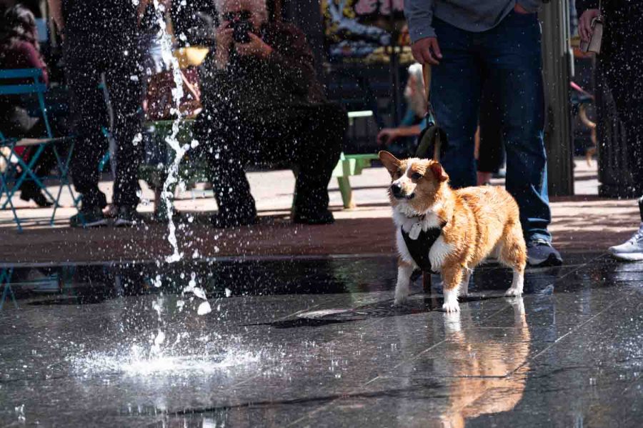 A corgi plays in the fountain in Old Town during Tour de Corgi Oct. 1. The event consisted of a costume contest with multiple categories in Civic Center Park, then proceeded with a big parade looping through Old Town and ending back at Civic Center Park.