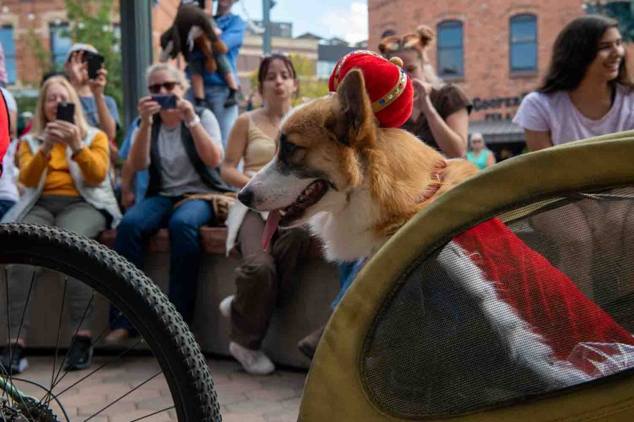 Bingos-Crown-Jewels-O’Kayleigh rides in a “Carriage” during the annual Tour de Corgi parade in Fort Collins Colorado