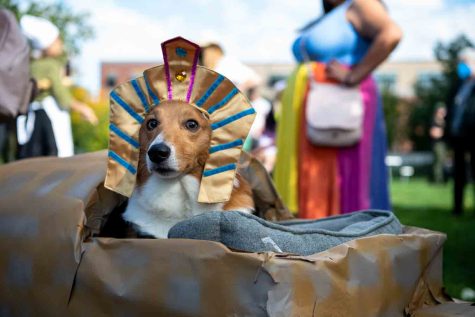 Parker, the Corgi and his owner Robert Folse parade through Old Town in Fort Collins Colorado during the annual Tour de Corgi Parade
