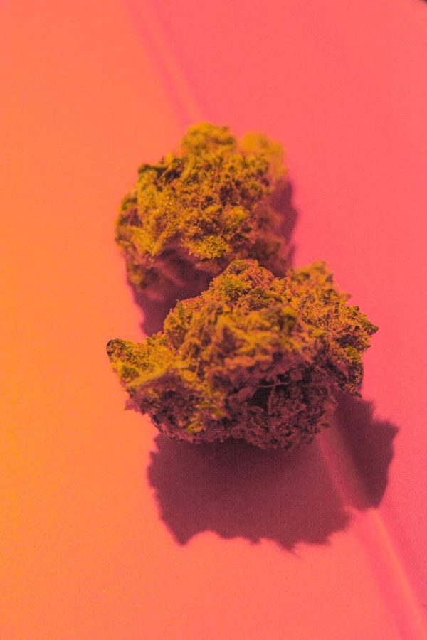 Photo Illustration of Spcy Canna, a hybrid strain crossed DoSiDo and Grape Pie