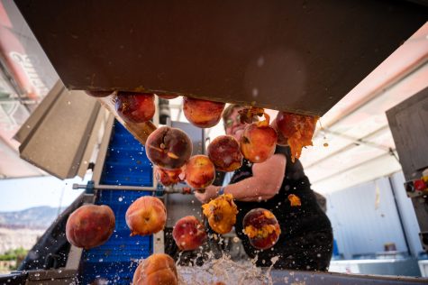 Jennifer Seiwald dumps peaches into the wash bin section of Helga, the Summit Hard Cider mobile juicing trailer, in Palisade, Colorado