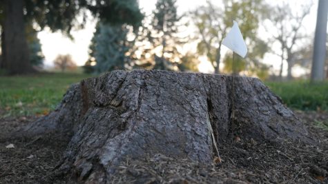 A spruce tree stump outside the Lory Student Center Lagoon Nov. 9.