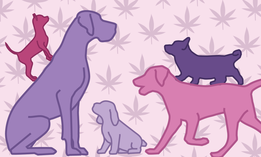 Cannabis for our furry friends: CBD treatment in pets
