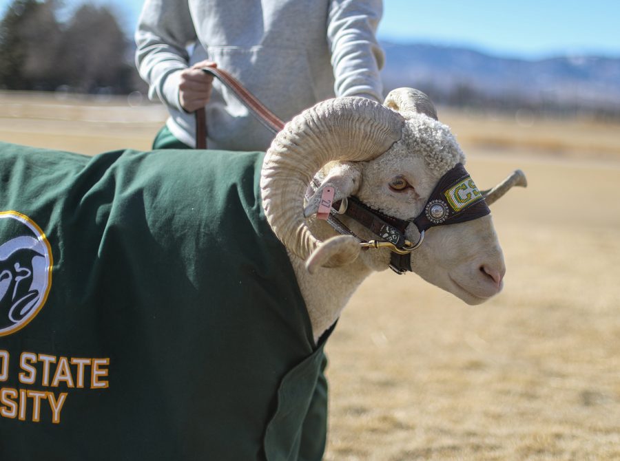 CAM the Ram poses for a picture with a student on the Lory Student Center West Lawn Feb. 17. CAM made an appearance on campus in celebration of his recent birthday, Feb. 6, which marks the day Colorado State University officially adopted a Rambouillet sheep as its animal mascot.