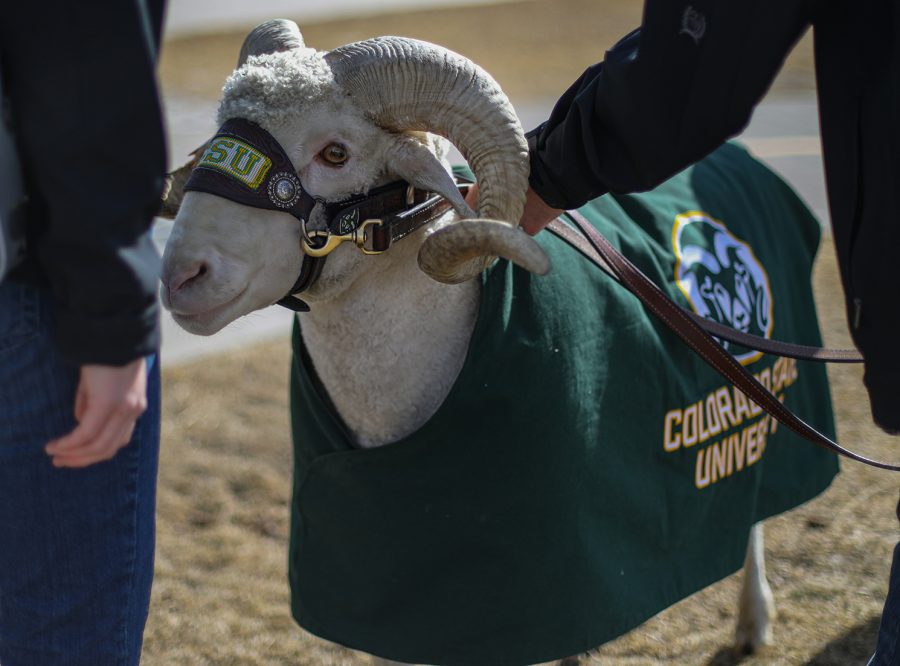 CAM the Ram stands with his Ram Handlers on the Lory Student Center West Lawn Feb. 17, 2023. Colorado State Universitys animal mascot occasionally makes appearances on campus for special events and photo opportunities.