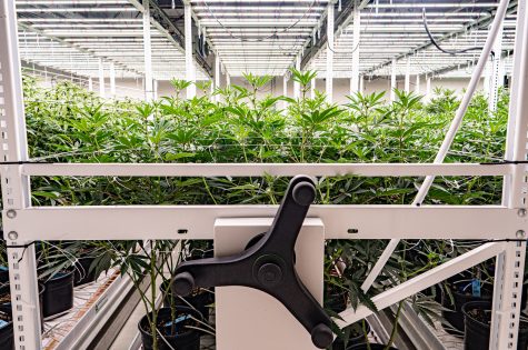 Cannabis plants with advance water sprinkler that operates at set interval times at the Organic Alternative growth facility Feb. 3. Each row of plants are easily movable to allow walking space like a library bookshelf system.