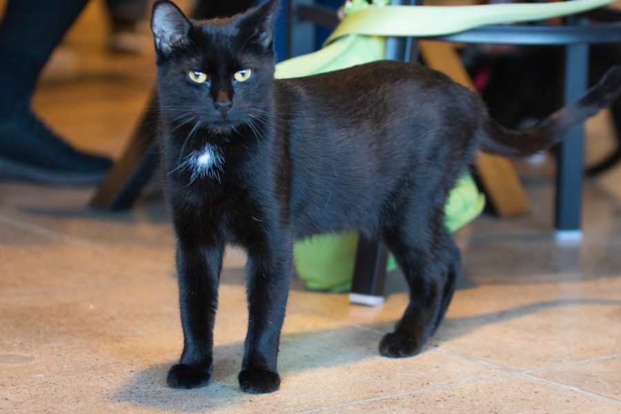 A black cat roams around the NoCo Cat Café in Loveland, Colorado Feb. 25. Our mission is to get cats adopted, said owner Christopher Sanford.