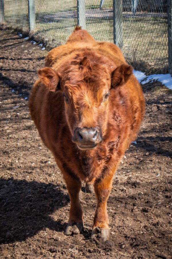 Pregnant cow, Rosie, the day before the due date of her calf on April 7th.