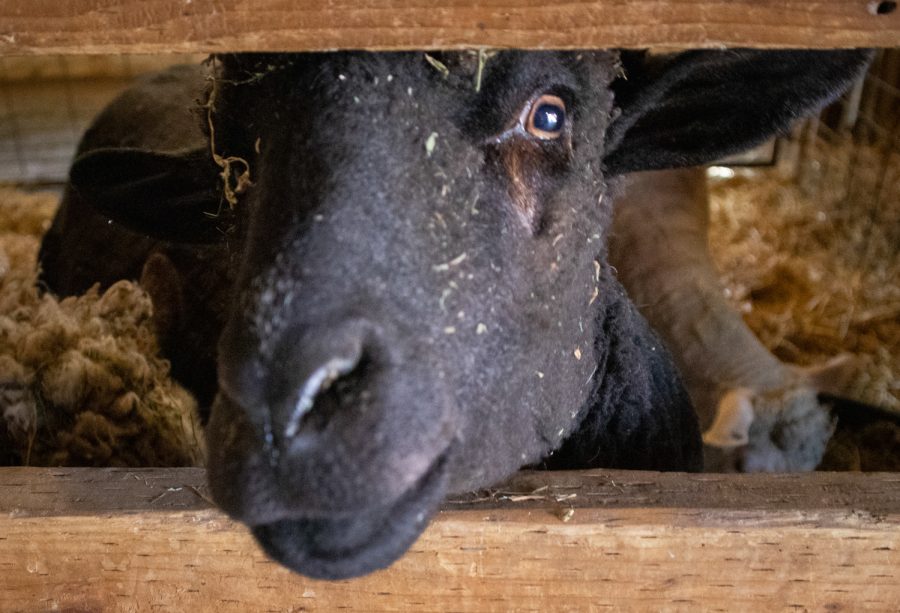 Daisy, a three year old goat, peaking her head out to greet the people at the Farm.