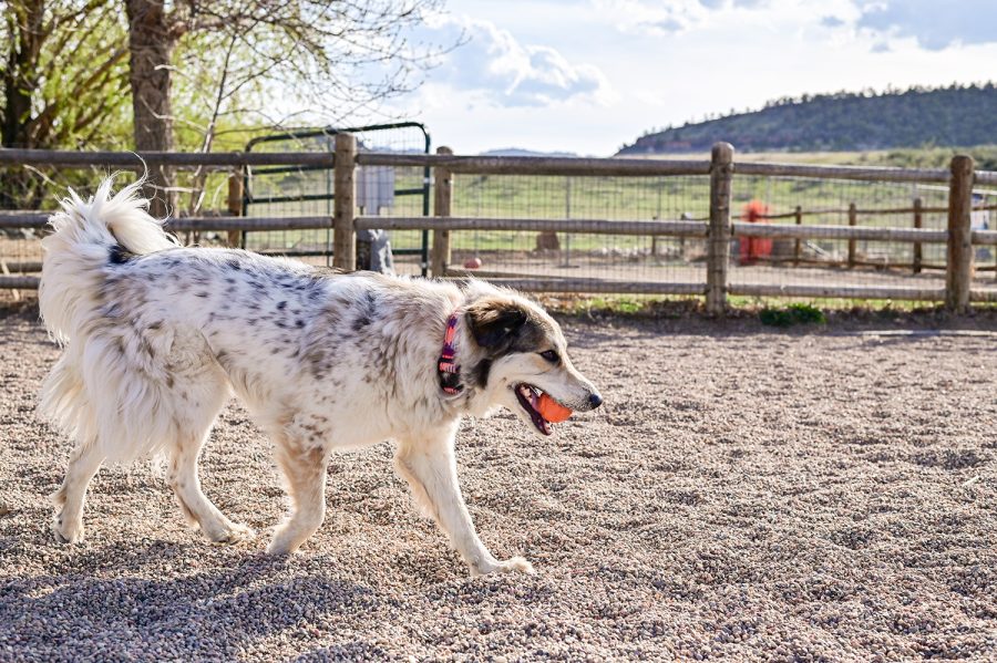 Mochi, an Australian Shepherd and Husky mix  plays with balls at Spring Canyon Dog Park May 3. 