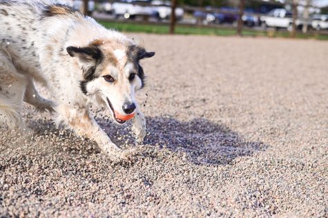 Mochi, an Australian Shepherd and Husky mix plays with balls at Spring Canyon Dog Park May 3. 