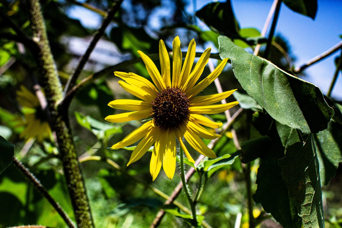 A sunflower in 100-degree heat, Austin, Texas. June 10.