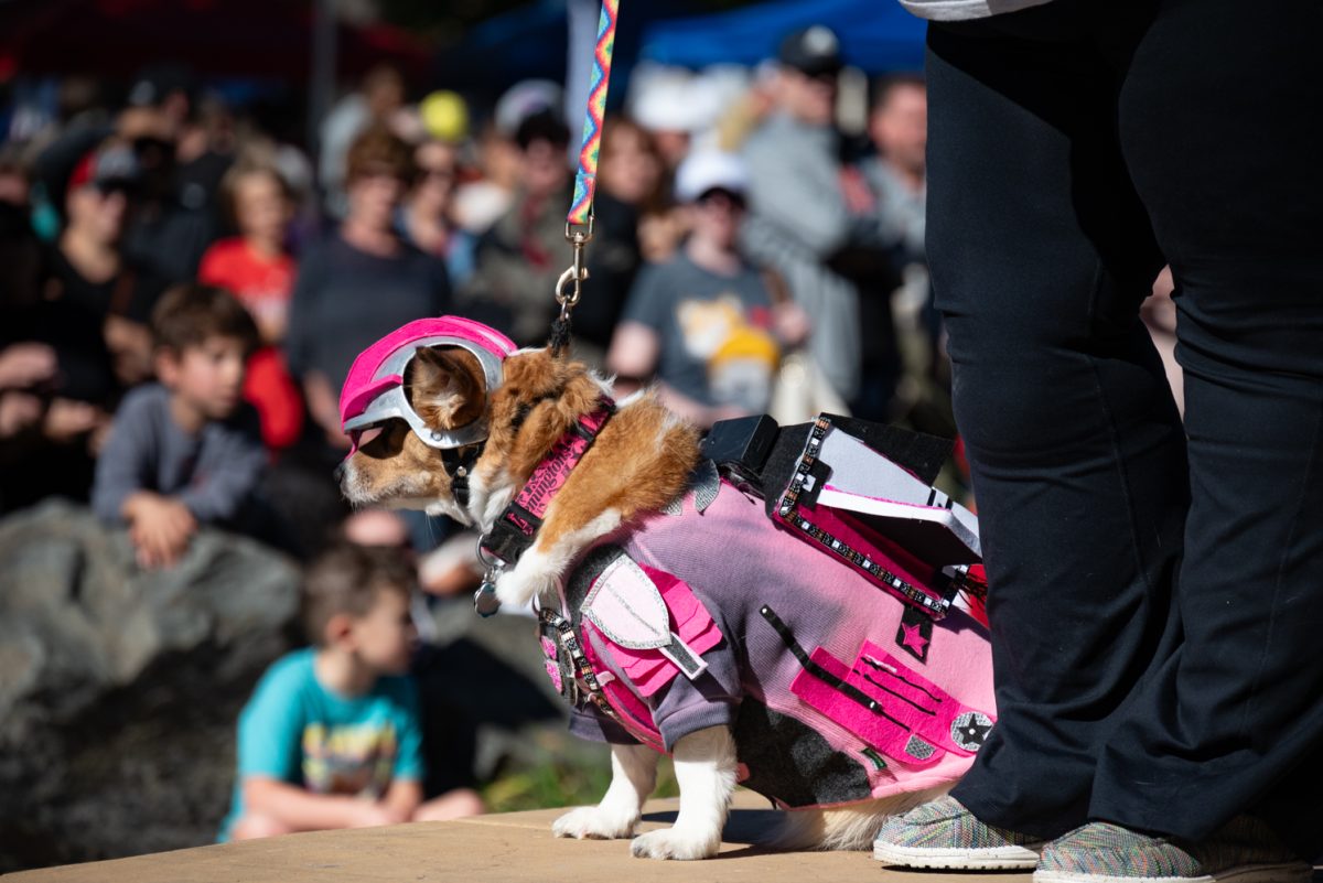 A corgi dressed as Skye from Paw Patrol takes a rest on the Tour de Corgi costume contest runway.