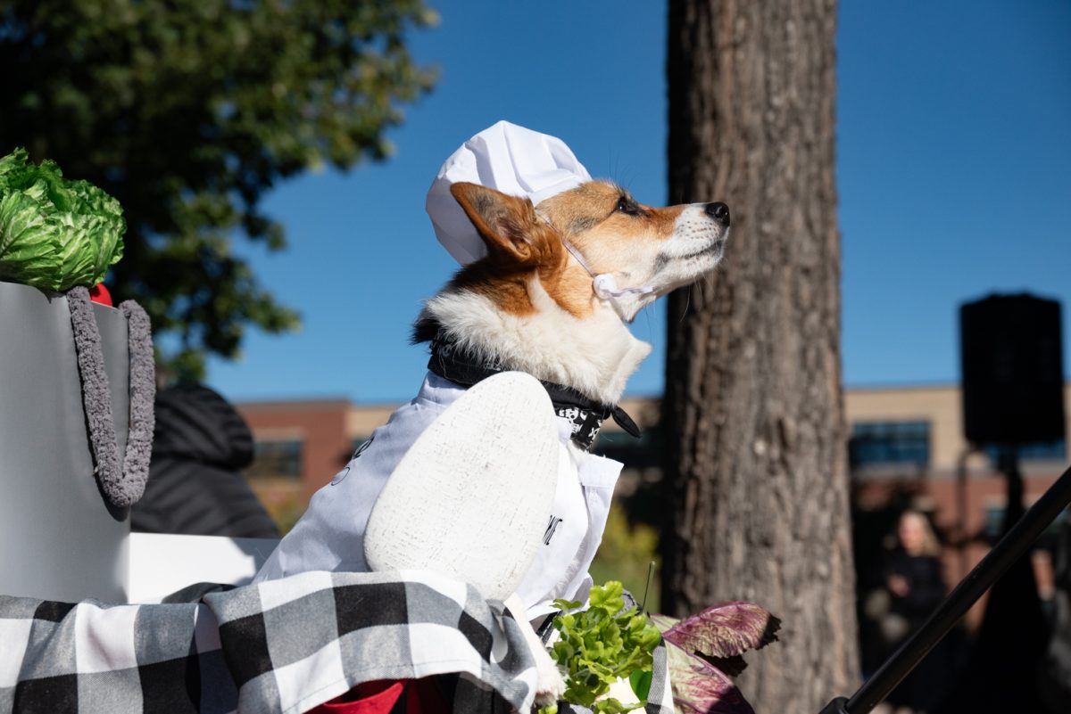 Sookie the chef sits proudly in an ingredient cart during the Tour de Corgi costume contest.