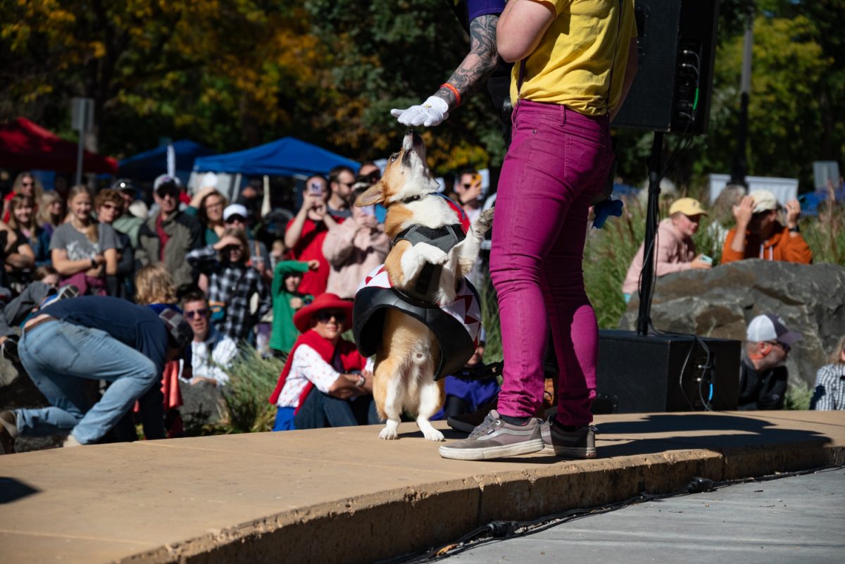 A corgi dressed as Chain Chomp stands for the audience of the Tour de Corgi costume contest.